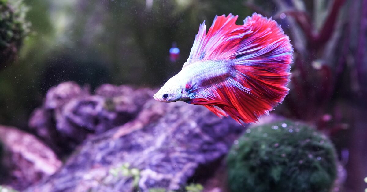 4. Betta Fish Care Basics: Understanding Water Temperature and Filtration