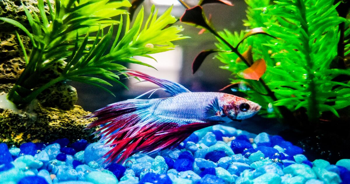 5. Lighting and Aquascaping: How to Set the Mood for Your Betta’s Tank