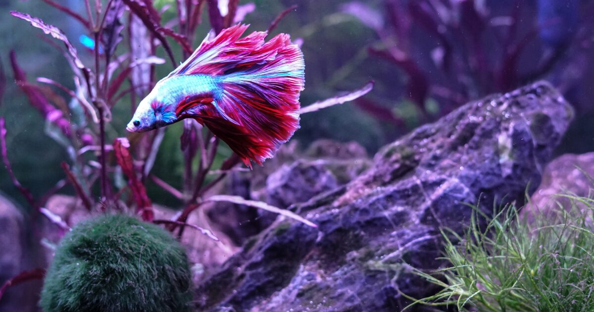 6. Feeding Your Betta: Tips for Healthy Eating and Betta Fish Care