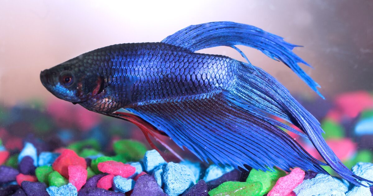 7. Maintaining a Clean and Healthy Environment: Betta Fish Care Beyond the Setup