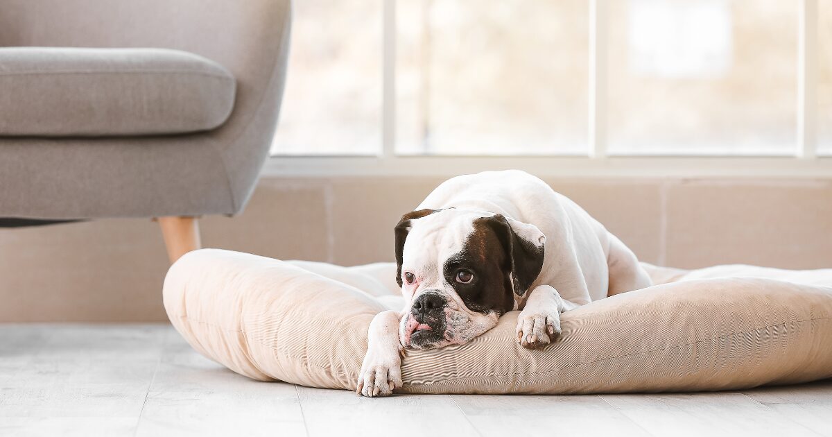 Top 10 Large Dog Beds That Will Make Your Dog's Sleep Extra Cozy