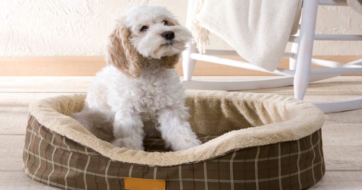 Why a Large Dog Bed Is Essential for Your Furry Friend’s Comfort