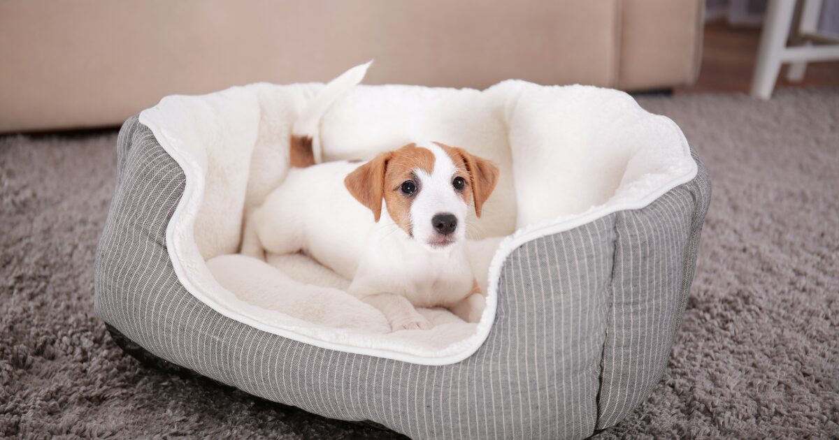 How to Choose the Perfect Large Dog Bed for Your Pet’s Sleeping Style