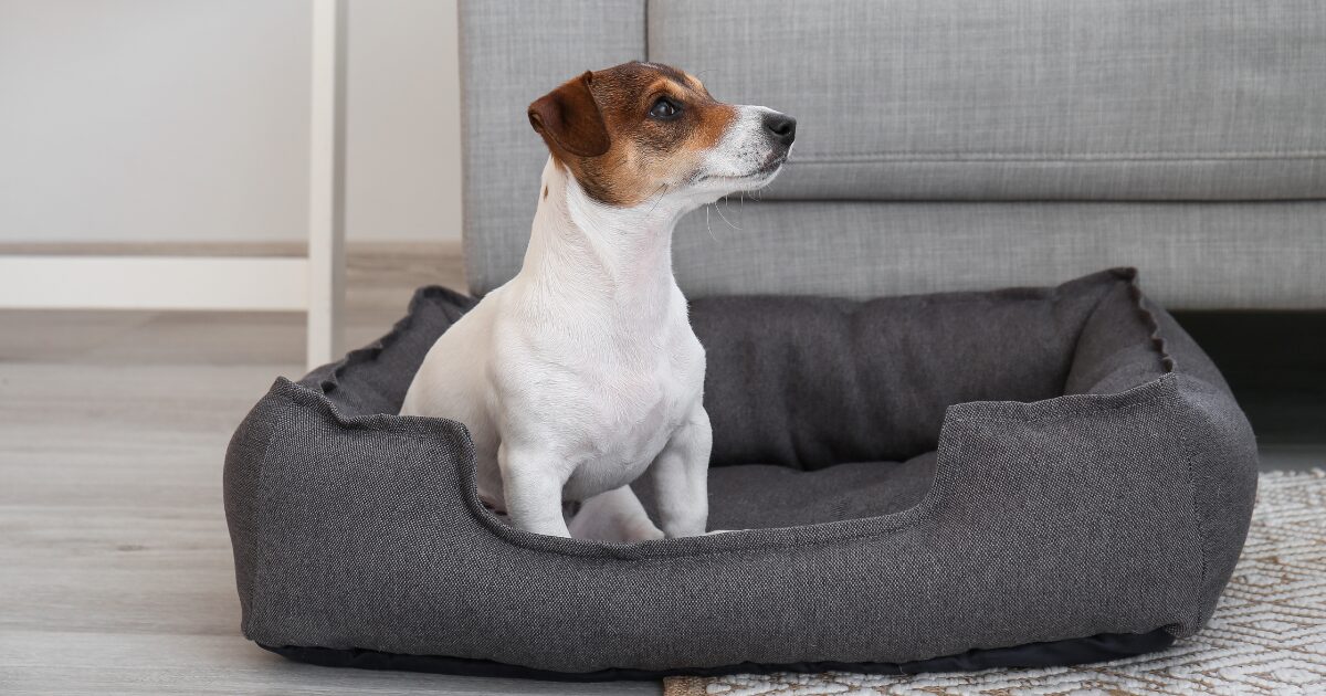 The Best Orthopedic Large Dog Beds for Pain-Free Rest