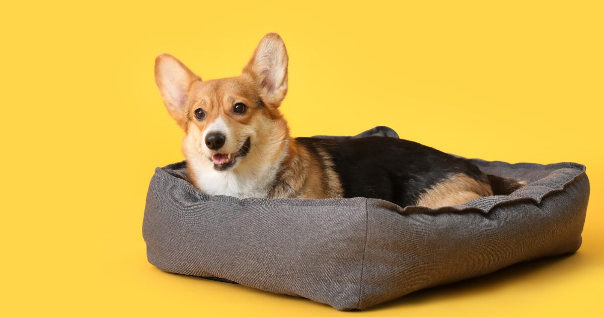 Extra-Large Dog Beds: Ideal for Dogs Who Need Extra Space