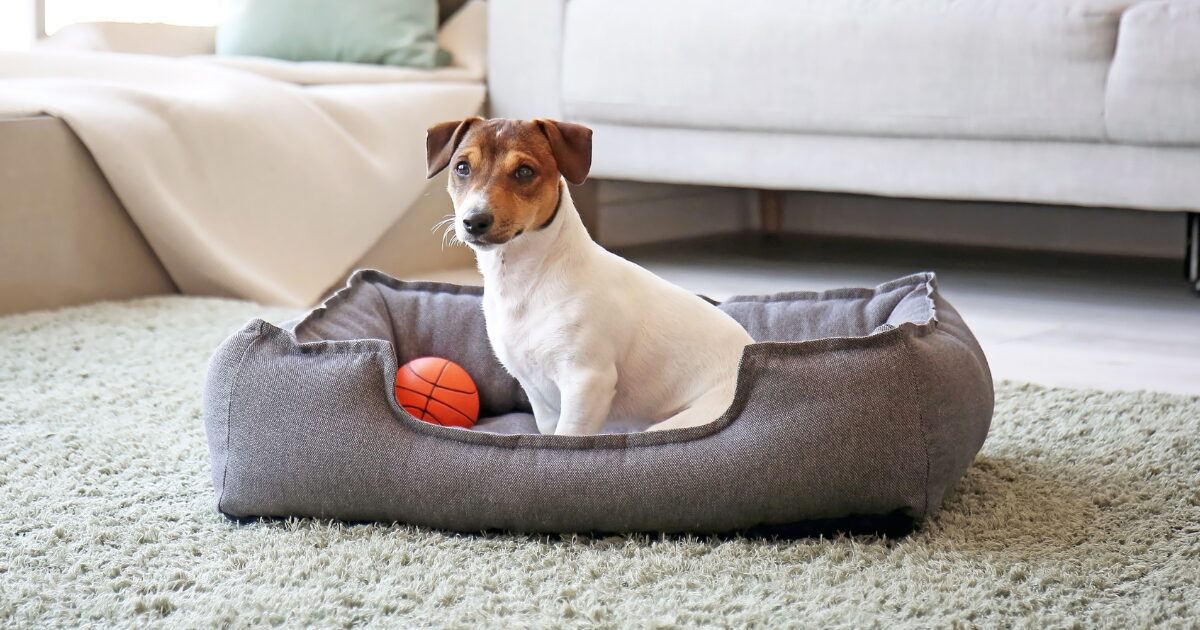 Waterproof Large Dog Beds for Easy Maintenance and Durability