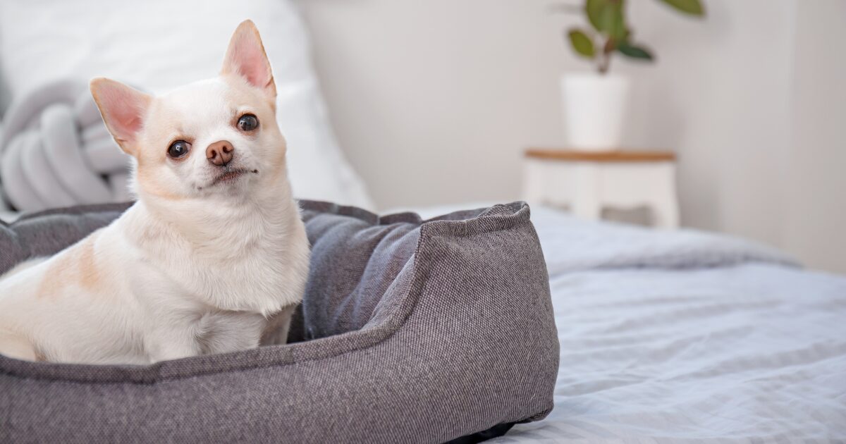 Cooling Large Dog Beds for Hot Weather and Active Pups