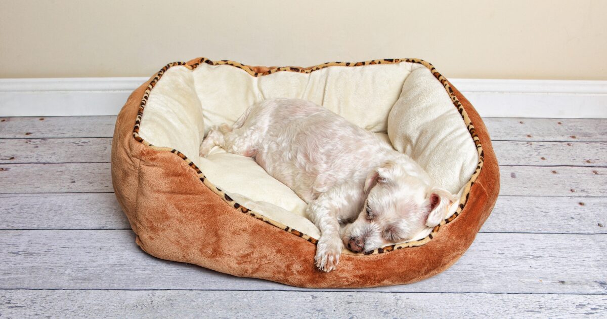 Elevated Large Dog Beds for Enhanced Airflow and Joint Relief