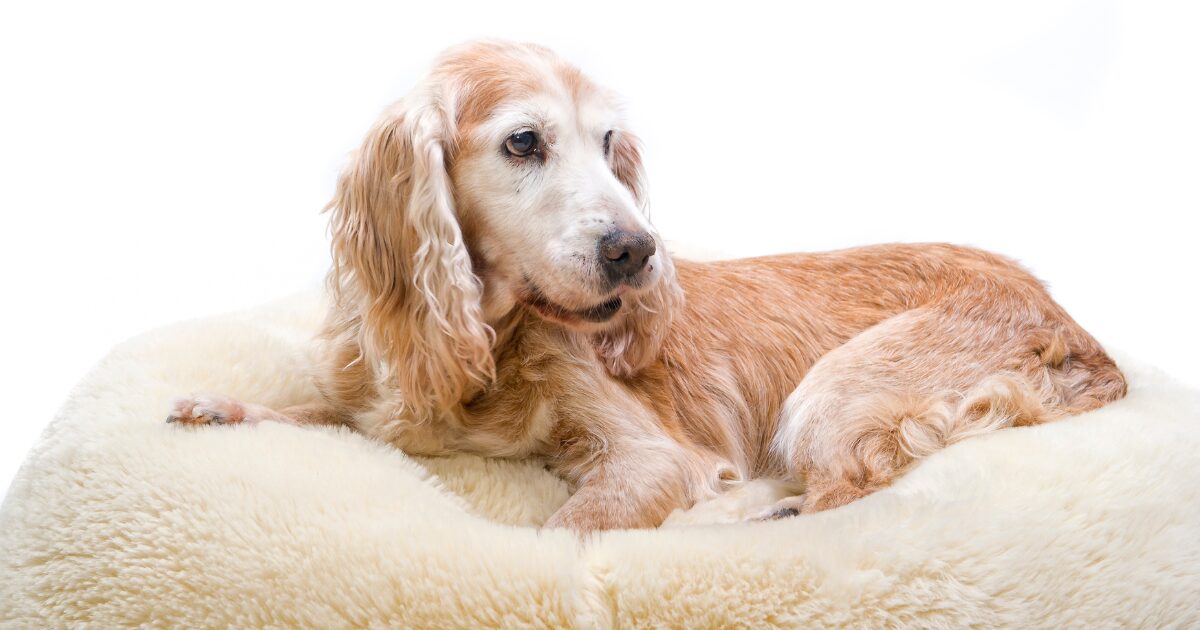 Washable Large Dog Beds That Make Clean-Up a Breeze