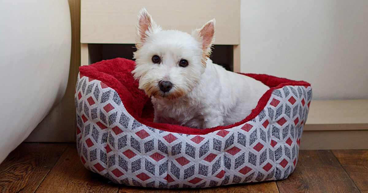 The Most Stylish Large Dog Beds That Blend with Your Home Decor