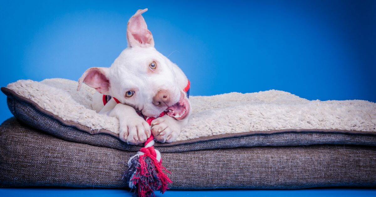 Top 10 Large Dog Beds That Will Make Your Dog's Sleep Extra Cozy