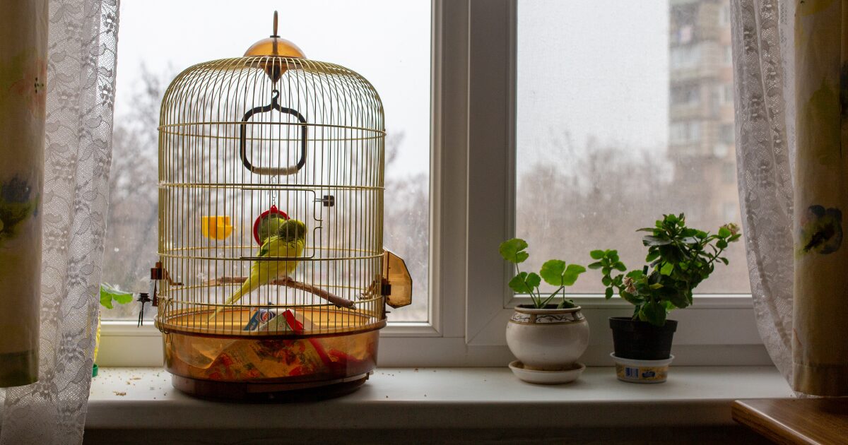 10 Must-Have Bird Cage Accessories That Will Make Your Feathered Friend's Day