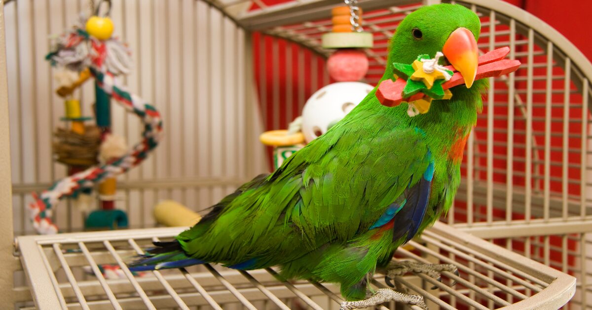 3. Vibrant Bird Cage Toys That Will Keep Your Feathered Friend Entertained for Hours