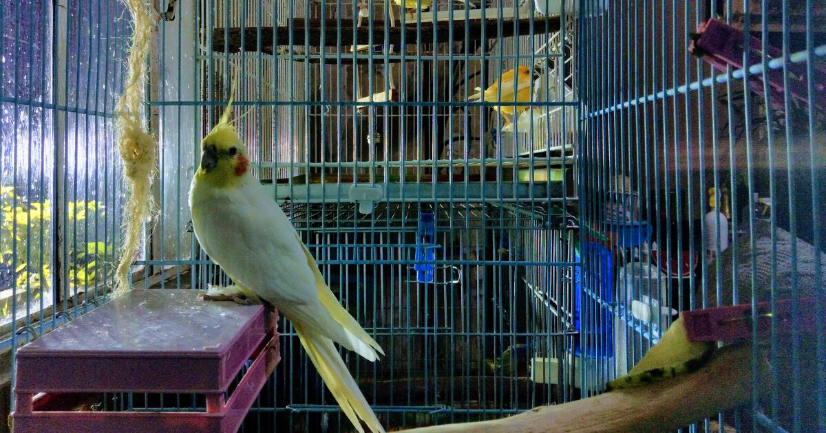 4. Bird Cage Swings: A Fun and Safe Way for Your Bird to Exercise