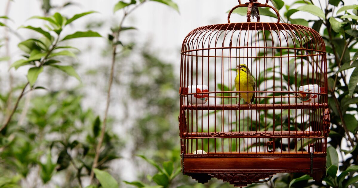 5. Eco-Friendly Bird Cage Accessories That Will Make You and Your Bird Feel Good