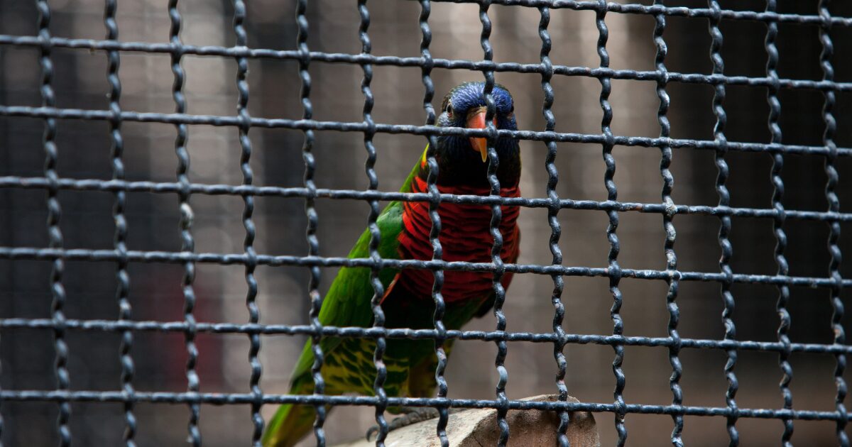 8. How Bird Cage Mirrors Can Boost Your Bird’s Social Skills