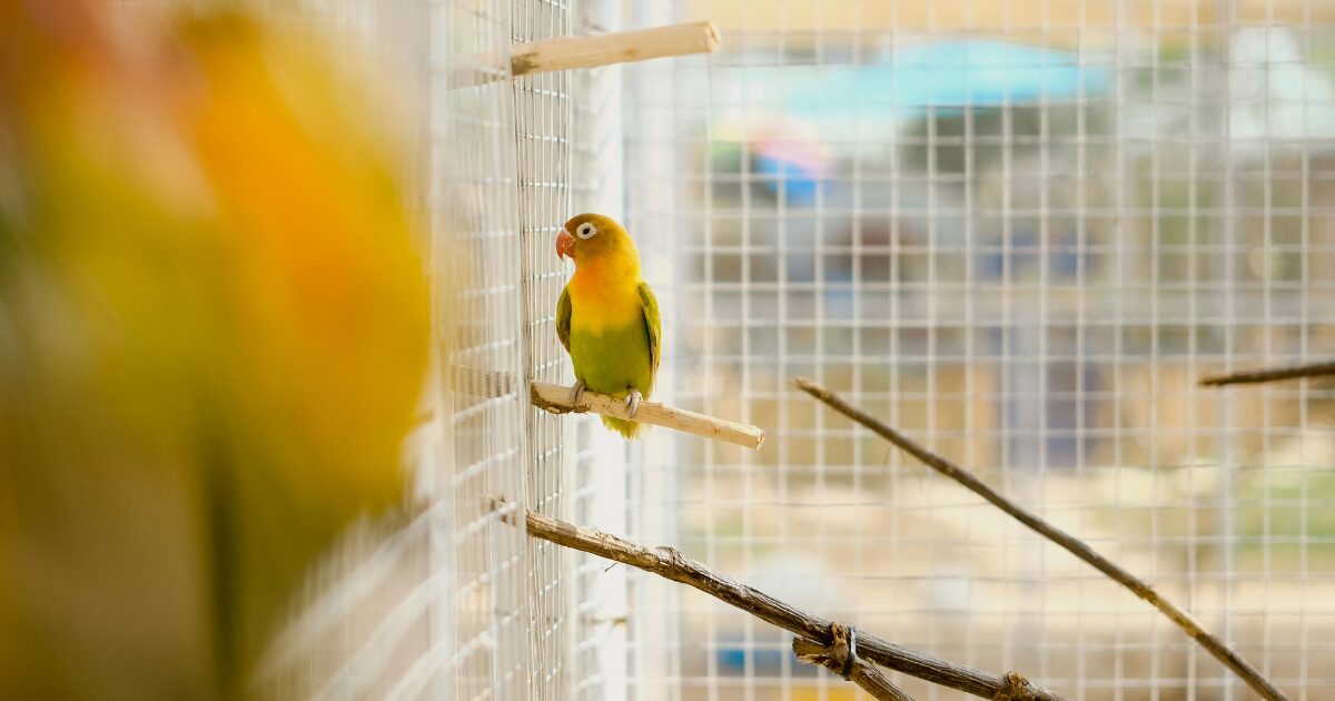 10. Personalized Bird Cage Accessories to Add Style and Function to Your Bird's Home