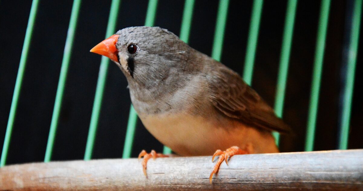 10 Must-Have Bird Cage Accessories That Will Make Your Feathered Friend's Day