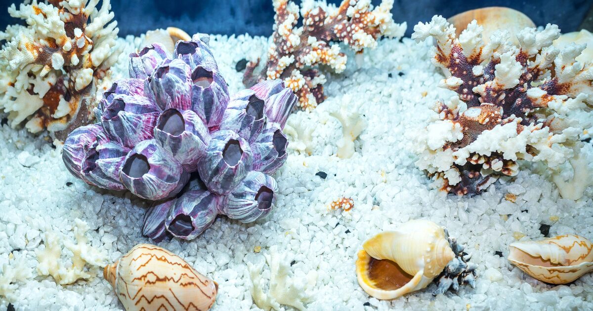 3. The Ultimate DIY Aquarium Decoration: Building a Custom Driftwood Scape