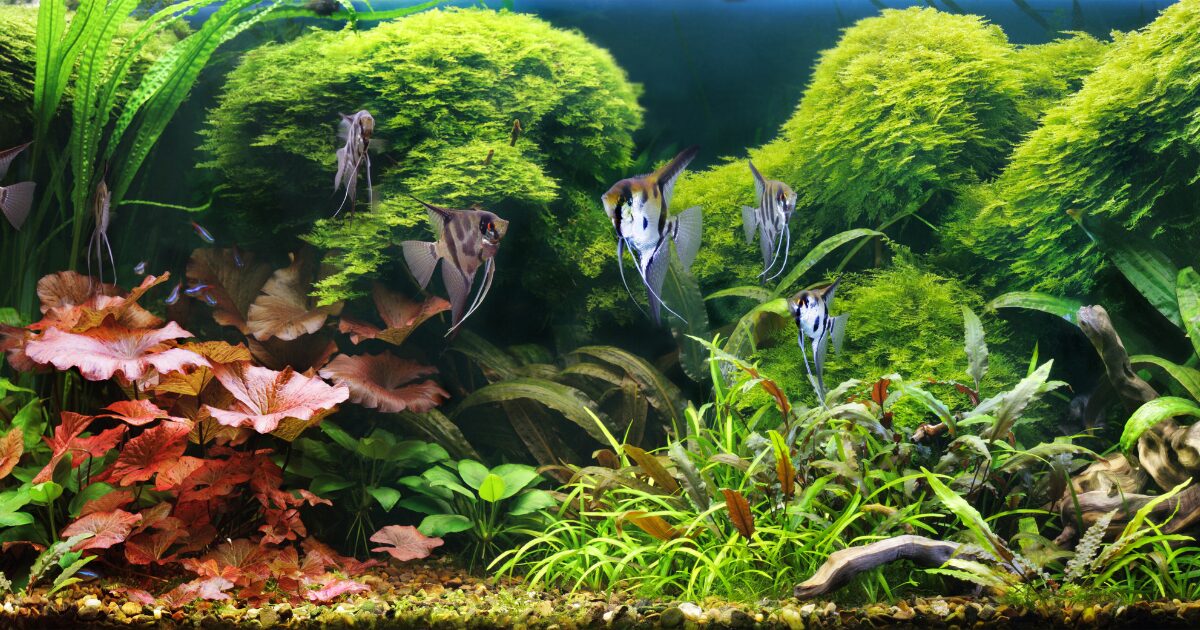 7. Make Your Own DIY Aquarium Decorations: Easy Aquarium Background Ideas