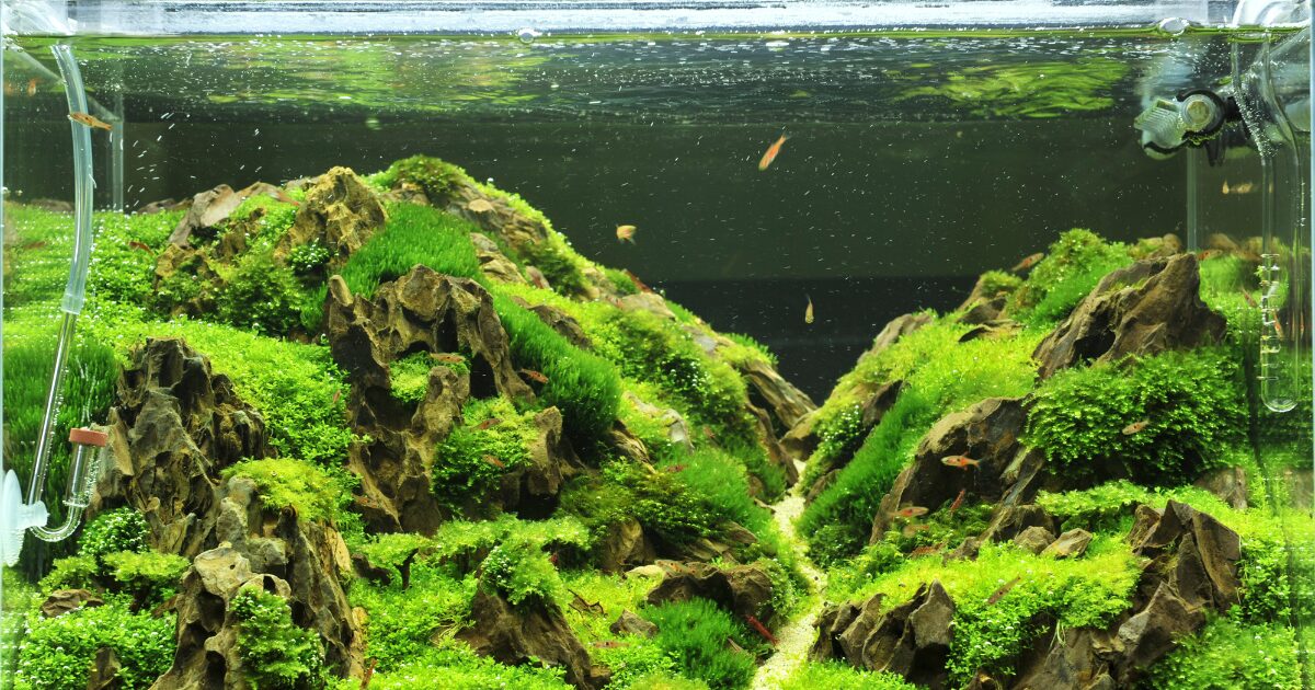 8. How to Create DIY Aquarium Decorations That Encourage Fish to Thrive