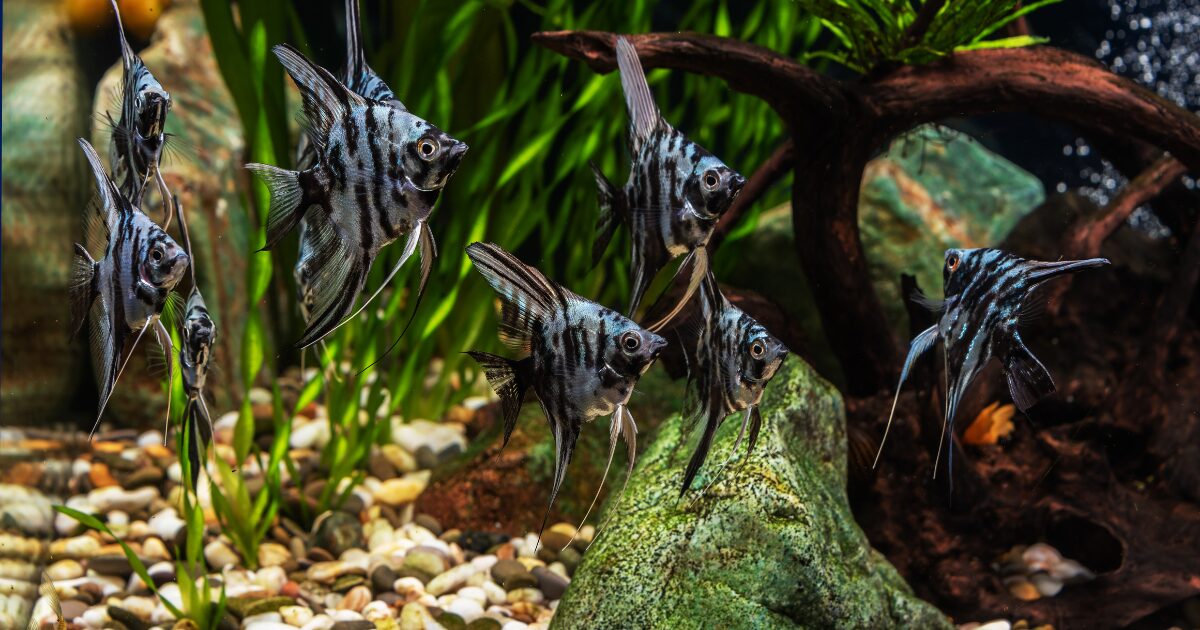 10. Lighting Your DIY Aquarium Decorations: DIY LED Lights to Showcase Your Creations