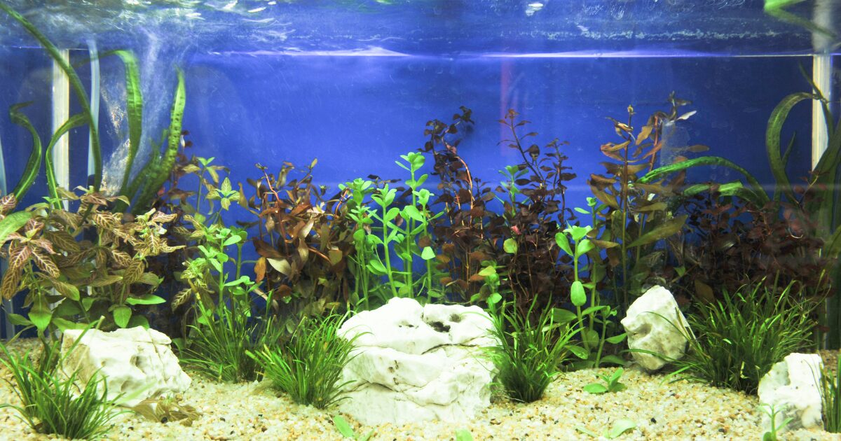 Conclusion: Bring Your Fish Tank to Life with DIY Aquarium Decorations