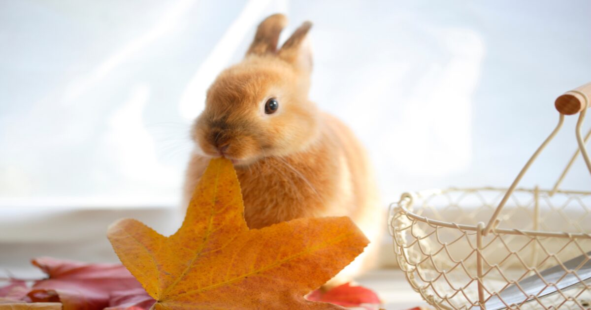 Perfect Your Rabbit’s Litter Training Routine: 7 Game-Changing Tips You Haven’t Tried Yet