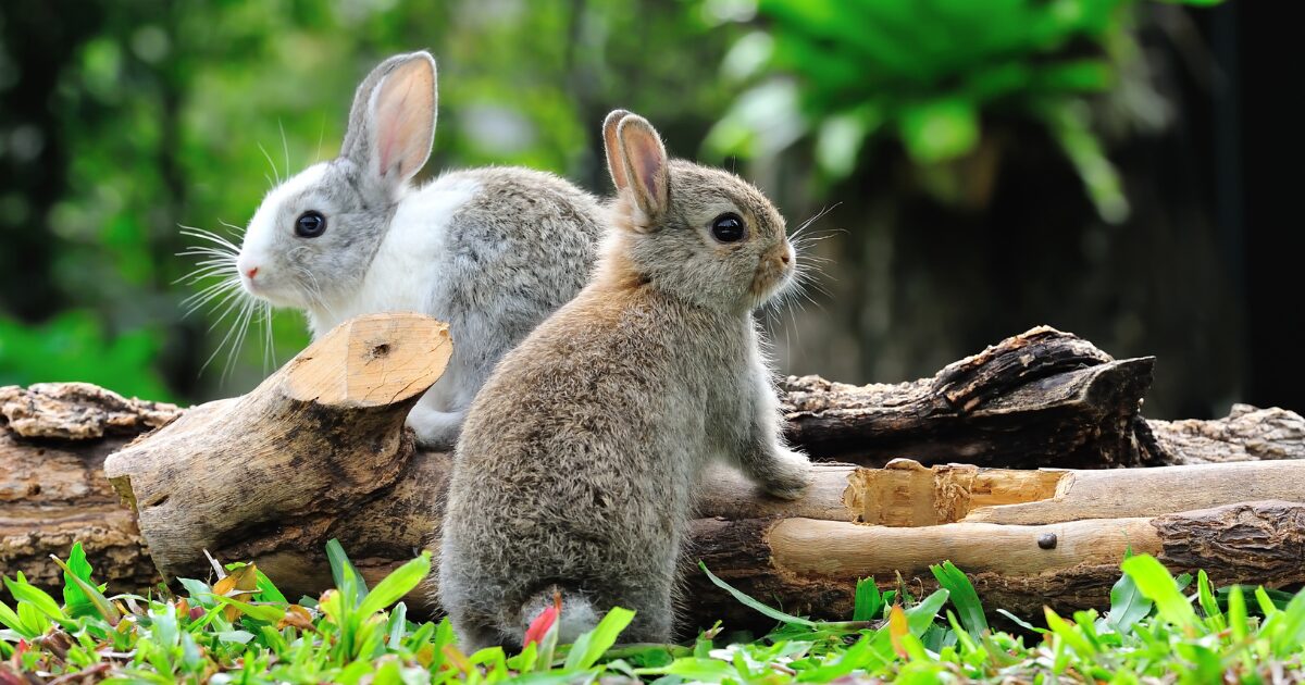 2. How to Choose the Best Litter for Rabbit Litter Training Success