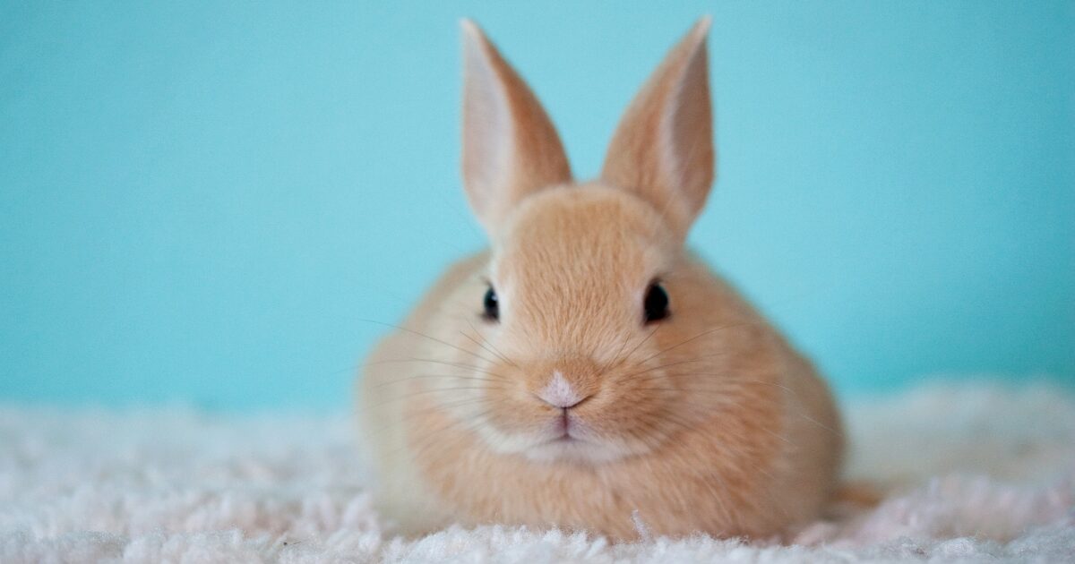 3. The Secret to Timing Your Rabbit Litter Training for Maximum Results