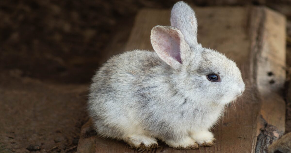 4. Using Positive Reinforcement to Make Rabbit Litter Training Fun and Effective