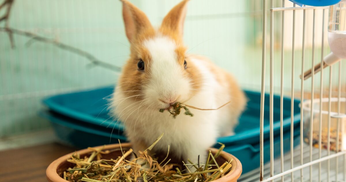 5. Common Rabbit Litter Training Mistakes and How to Avoid Them