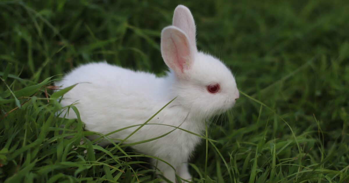 7. Eco-Friendly Rabbit Litter Training Tips for a Green and Clean Home