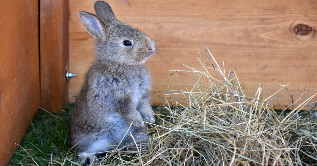 Perfect Your Rabbit’s Litter Training Routine: 7 Game-Changing Tips You Haven’t Tried Yet