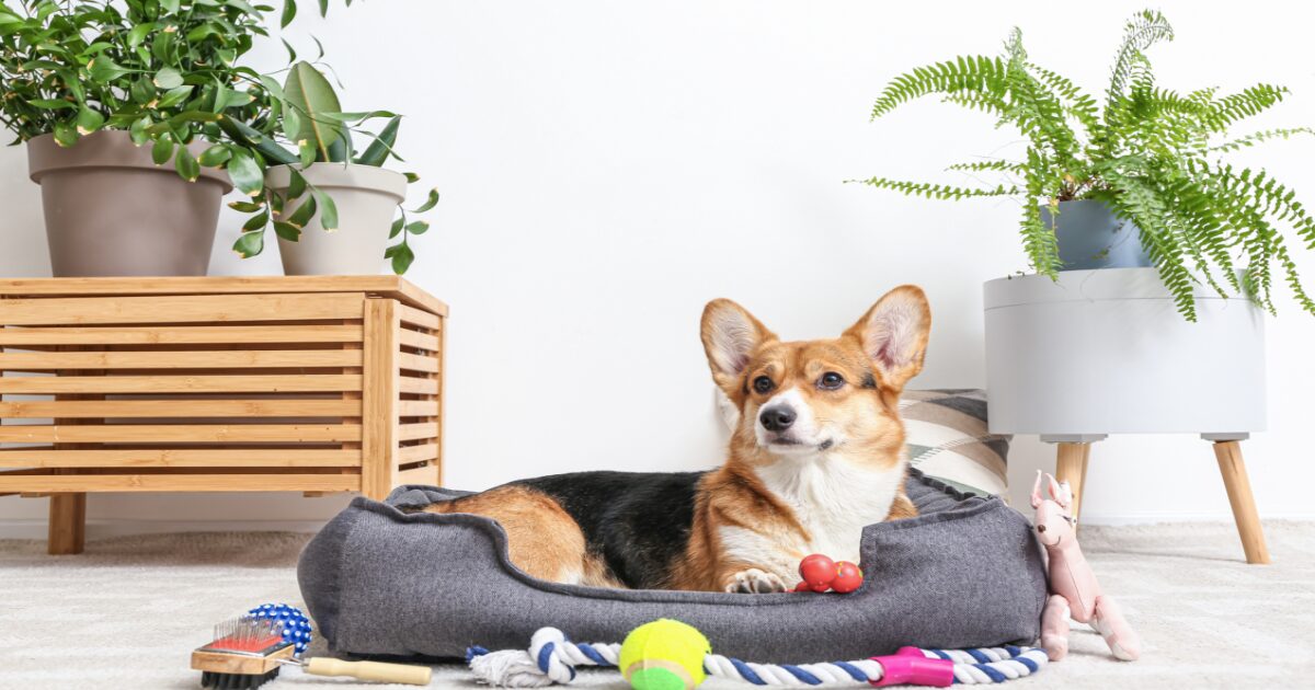 Transform Your Living Room with These 7 Pet-Friendly Home Decor Ideas That Will Wow Your Guests