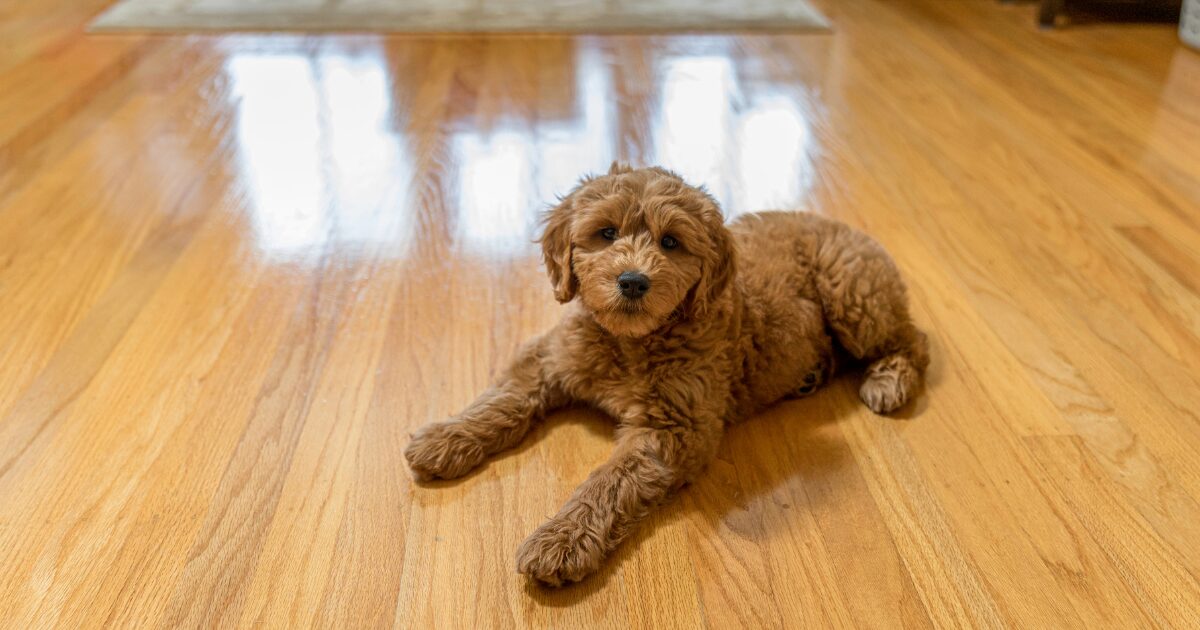 Pet-Friendly Rugs and Flooring Options to Keep Your Space Chic and Clean