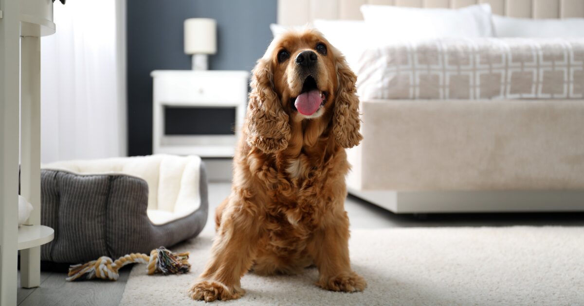 Incorporating Pet-Friendly Color Schemes for a Bold and Beautiful Living Room