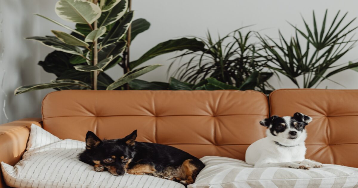 Decorating with Pet-Safe Plants: Adding Life Without Worry