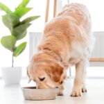 Top 5 Best Foods for Adopted Dogs: How to Keep Your Rescue Pup Healthy and Happy