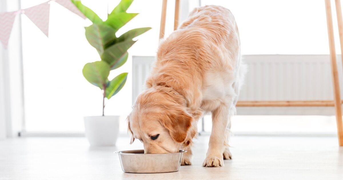 Top 5 Best Foods for Adopted Dogs: How to Keep Your Rescue Pup Healthy and Happy