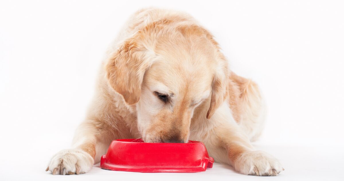 Why Choosing the Best Food for Adopted Dogs Is Crucial for Their Well-Being