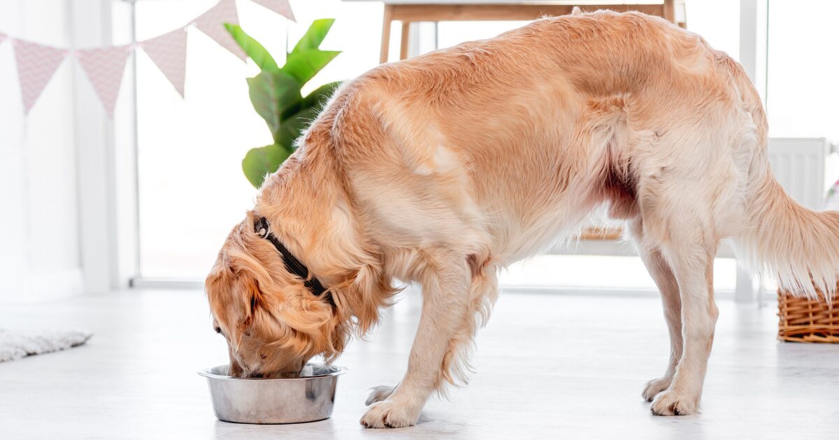 The Top 5 Best Foods for Adopted Dogs: What You Need to Know