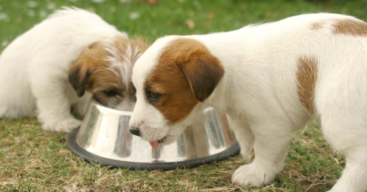 Feeding Your Rescue Pup: Tips for Transitioning to the Best Food for Adopted Dogs