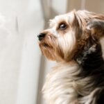 Protect Your Pet from Fireworks Anxiety – 5 Creative Ways You Haven’t Tried Yet