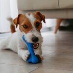 Tough Enough for Power Chewers: 7 Durable Chew Toys Every Dog Owner Needs