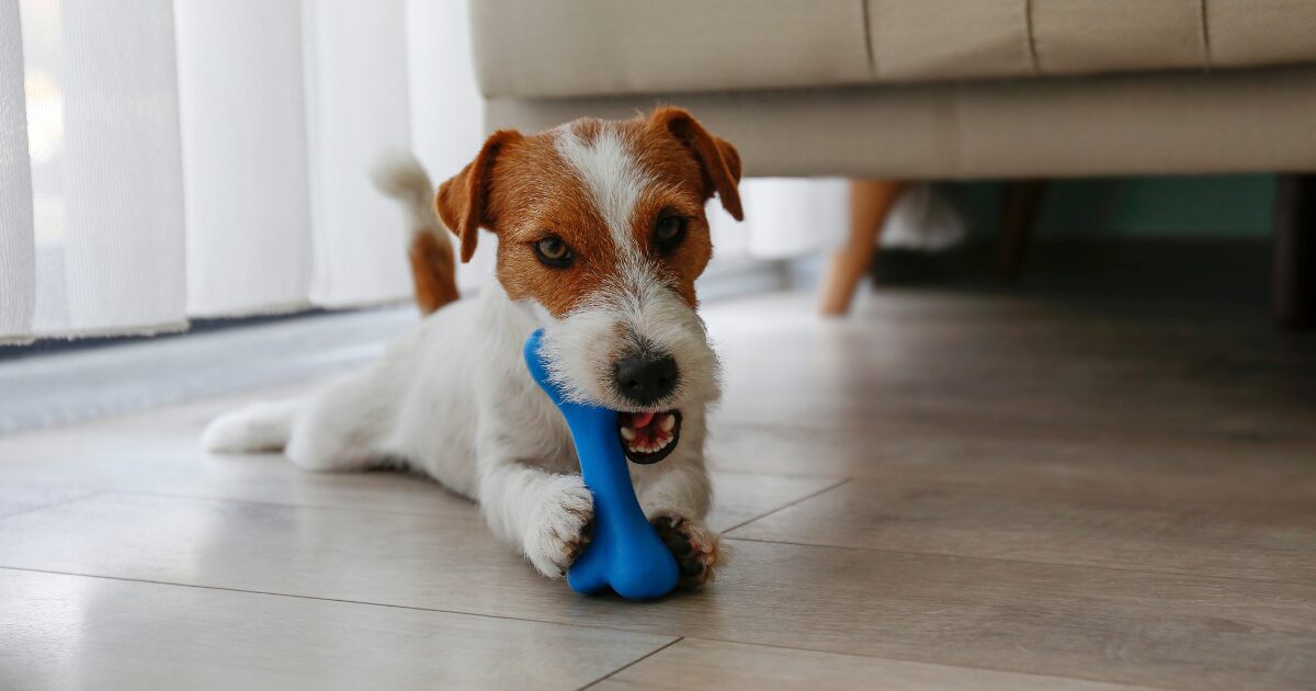 Tough Enough for Power Chewers: 7 Durable Chew Toys Every Dog Owner Needs