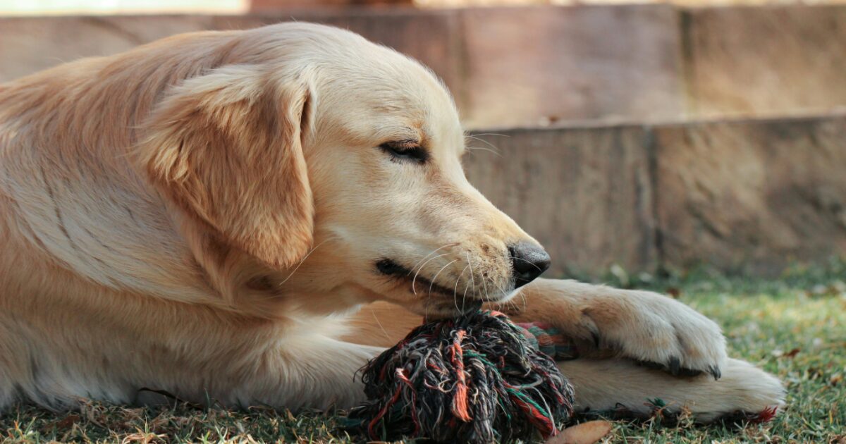 Durable Chew Toys Every Dog Owner Needs