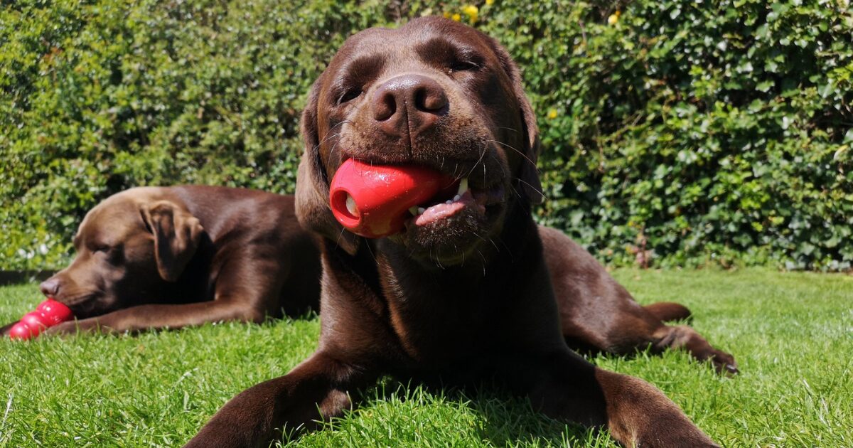 Top 7 Durable Chew Toys for Heavy Chewers That Can Withstand Even the Strongest Jaws