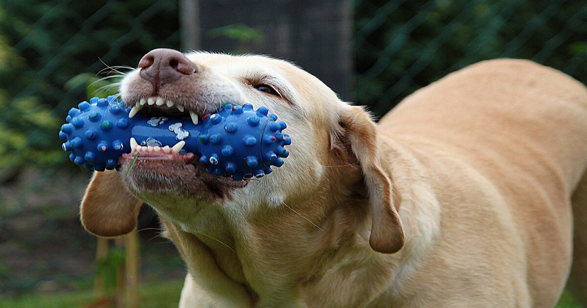 How to Choose the Right Durable Chew Toys for Heavy Chewers Based on Your Dog’s Needs