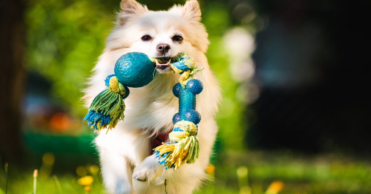 The Benefits of Durable Chew Toys for Heavy Chewers: Save Your Furniture and Shoes